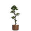 Yacca Panama