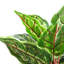 Ananias 38cm Faux Foliage Plant in Pot