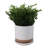 Balmer Ceramic Saucer Planter with Ribbed Texture-2120804517-2031590491