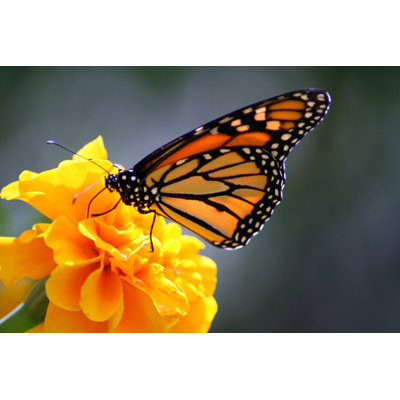 " Monarch Butterfly "