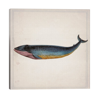 Whale Iv by Natasha Wescoat - Wrapped Canvas Print