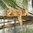 Lioness of Namibia Statue