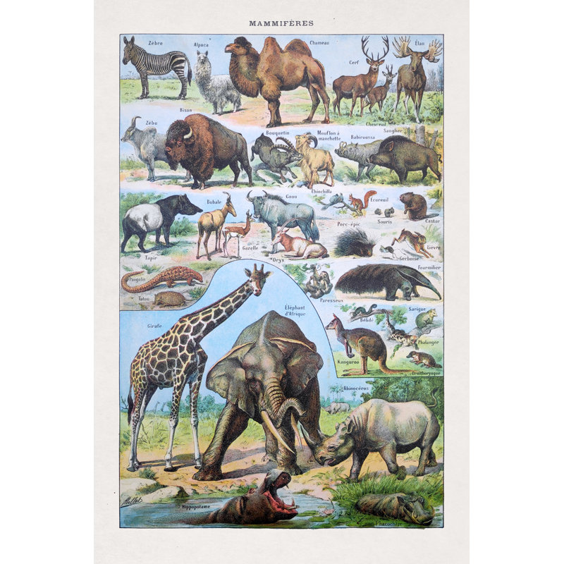 Mammals by Gwengoat - Wrapped Canvas Print, 46cm H x 30cm W
