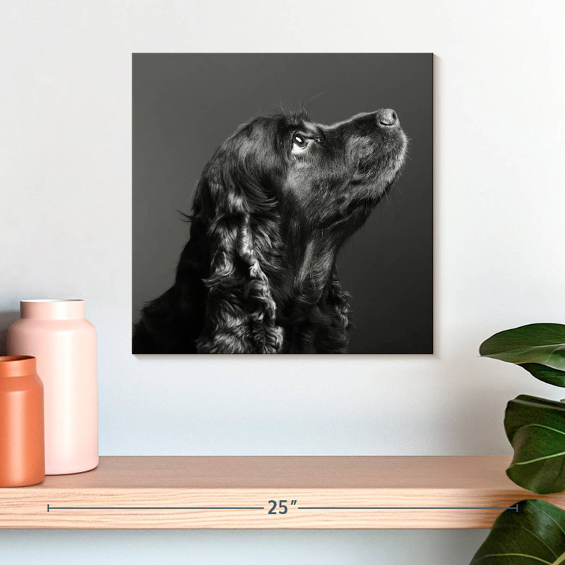 Brampt Shiny Black Dog, 16" H x 16" W