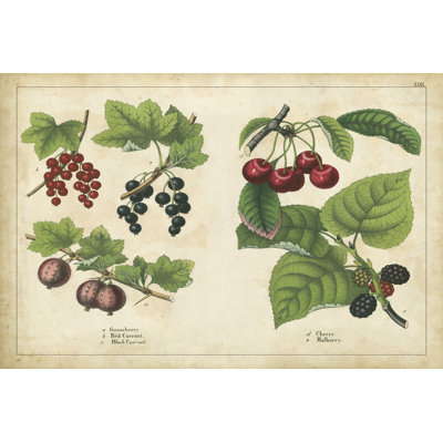 Kitchen Fruits III - Wrapped Canvas Print