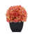 Corail est en rupture de stock