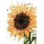 Grand imprimé tournesol encadré mat | Décoration florale