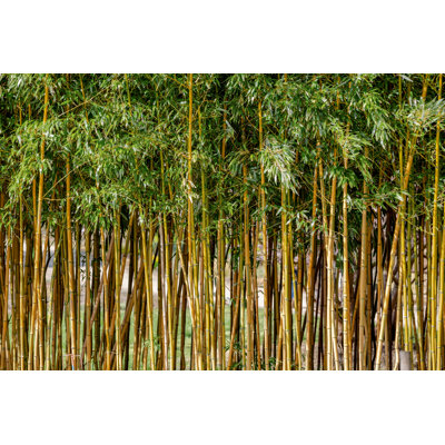 " Bamboo " by Sabine Wagner