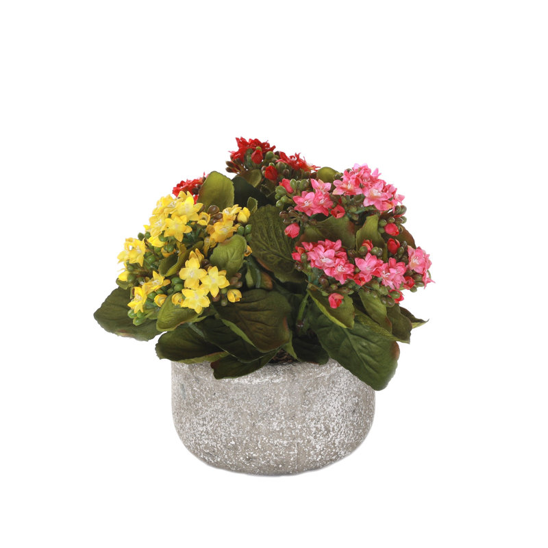 Kalanchoe Flower Bushes Red Rose Yellow in Stone Round Pot, Red/Yellow/Pink