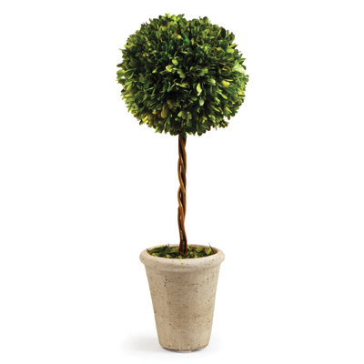 Preserved Greens 23.25" Single Ball Topiary