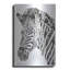 «Bright Zebra» par Cindy Jacobs sur métal-895814136