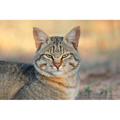 " African Wild Cat " by Ecopic