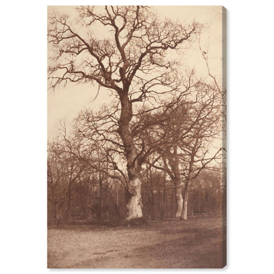 «Trees In Late 19s», art vintage sur toile par Art Remedy