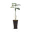 Plante de 78 po
