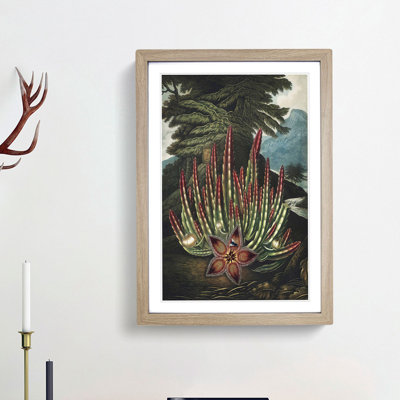 Stapelia Plant by R.J. Thornton - Framed Print