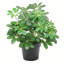 55cm Faux Plant in Pot Liner-124074659-125475143