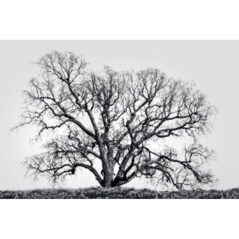 Grand Oak Tree I par Rachel Perry - Photographie sur toile tendue, H 32 po x l 48 po x P 1,25 po
