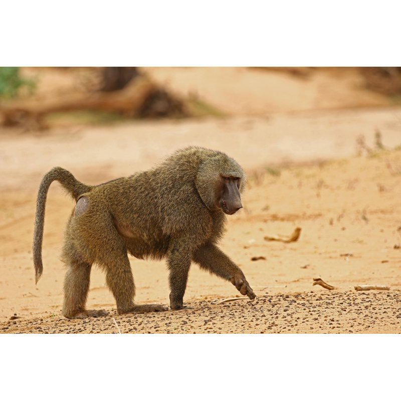 Duain Kenya 2015 - Photographie sur toile tendue, H 8 po x l 12 po