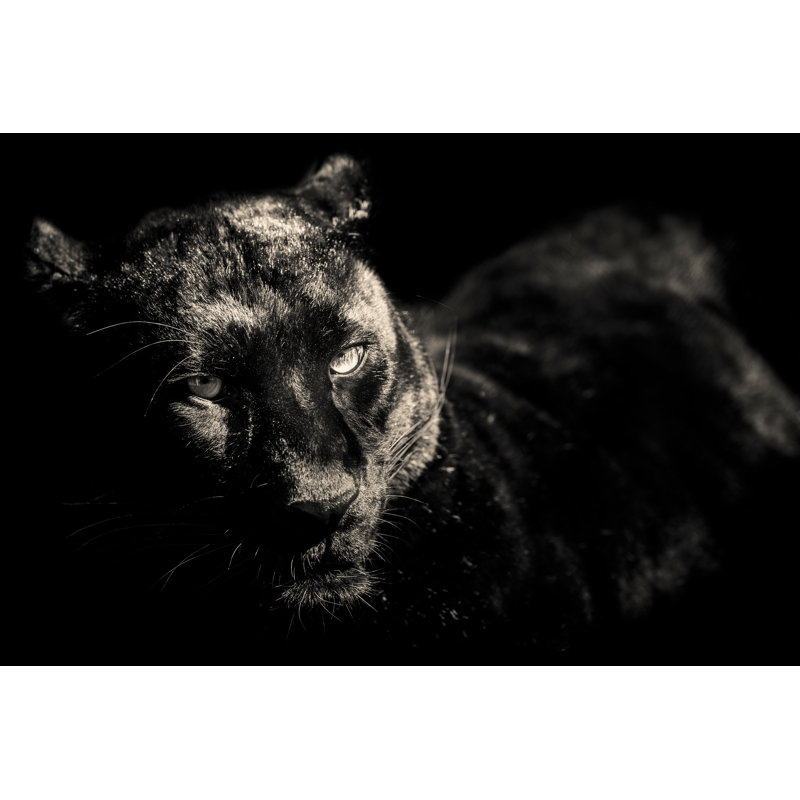 Black And White Leopard by Umbertoleporini - Wrapped Canvas Print, 51cm H x 76cm W x 3.8cm D