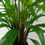 Anjeli 60cm Faux Foliage Plant in Pot