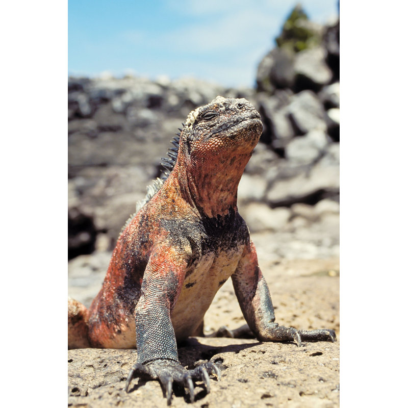 Iguane - photographie sur toile tendue, L 20 po x H 30 po