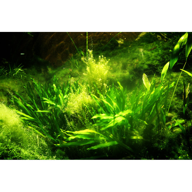 Sunlit Seabed by Hidesy, 12" H x 18" W