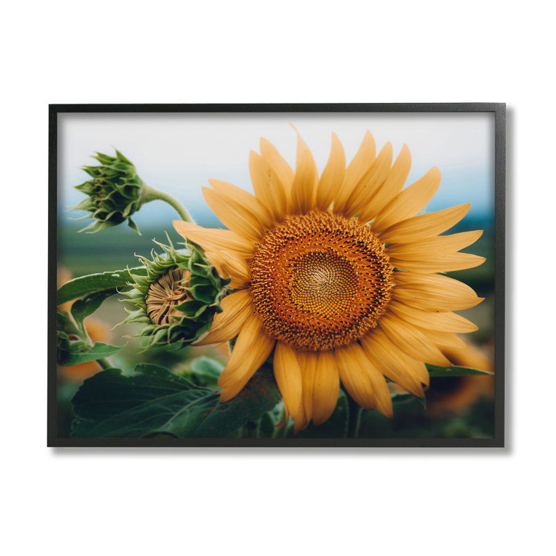 «Evening Sunflower», photographie sur bois par Erin Marie, photographie, H 16 po x l 20 po x P 1,5 po
