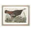 Great American Hen by John Audubon - Picture Frame Painting Print-55575248-55575247