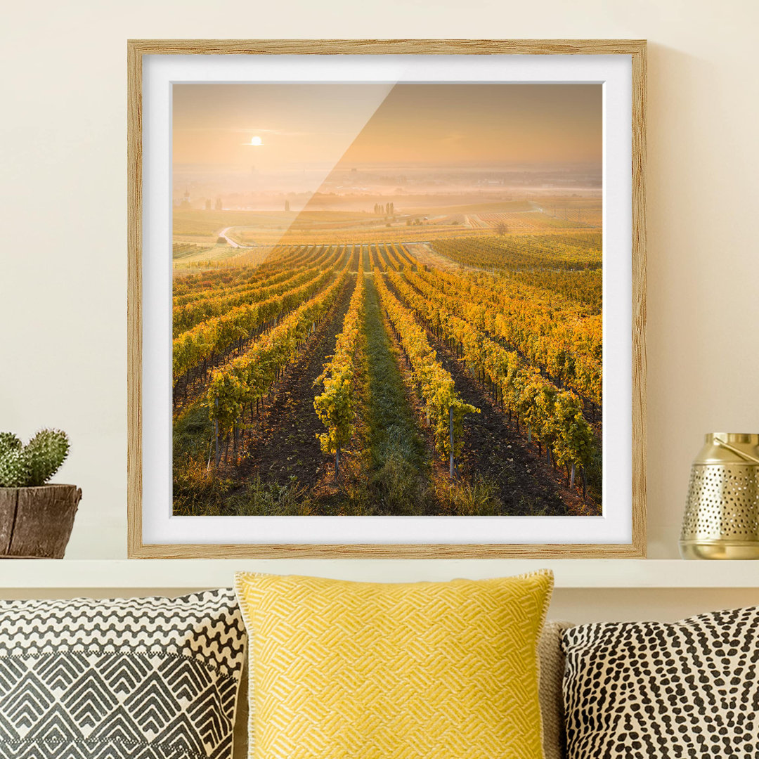 Gerahmtes Poster Autumn Vineyards near Vienna