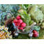 Farmer's Market Glass Dessert Bowl