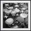 Café Umbrellas Print by Grand Archives-1307190285-1307190282