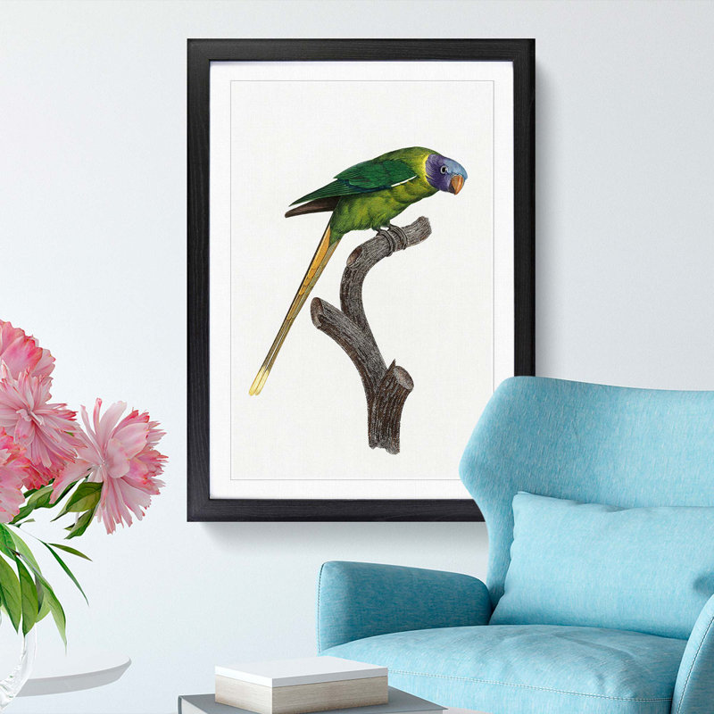 A Plum-Headed Parakeet by F. Levaillant - Framed Print, 63cm H x 45cm W x 2cm D, Black Framed