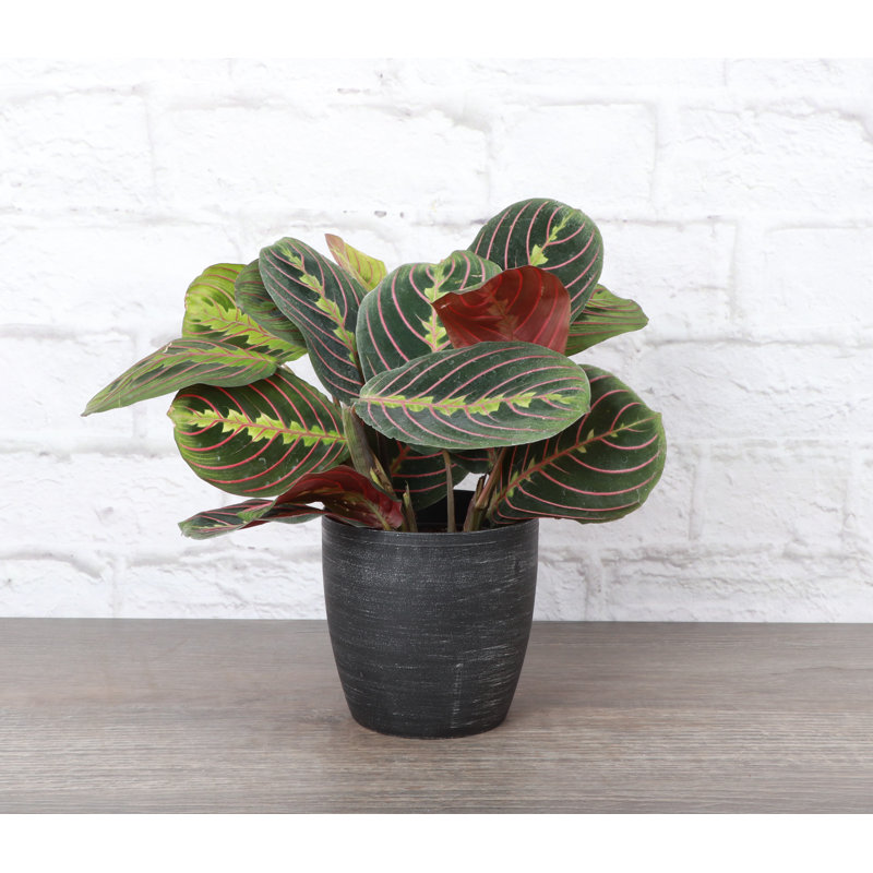 Live Red Prayer Plant in Classic Pot, Silver