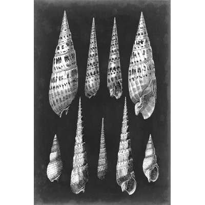 Alabaster Shells II - Wrapped Canvas Print