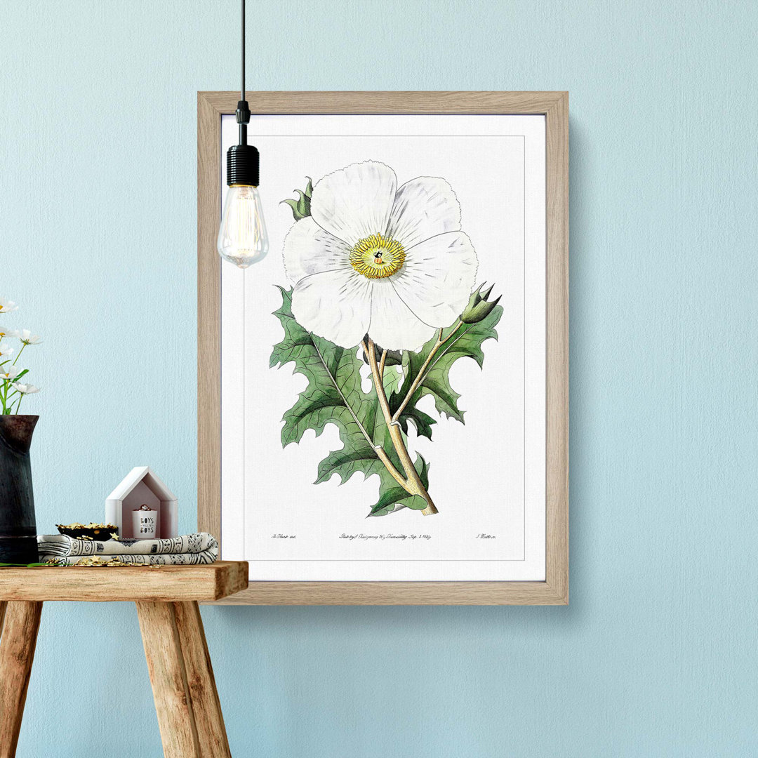 White Mexican Poppy Flower - Picture Frame Art Prints