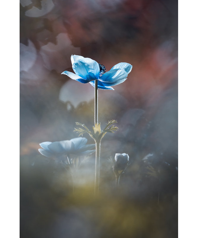 Wrapped Canvas Print, 50.8cm H x 76.2cm W