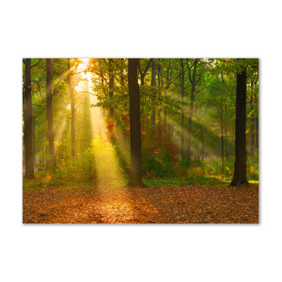Forest In The Sun - Wrapped Canvas Print