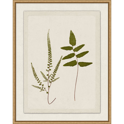 Plant Presses 1 Framed Graphic Art