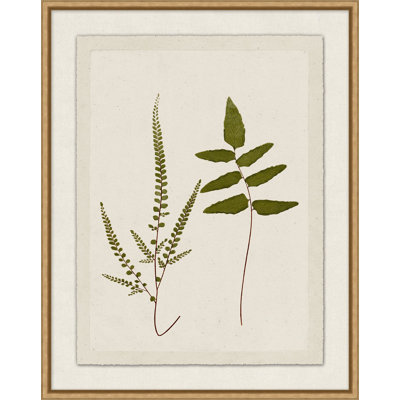 Plant Presses 1 Print by Lillian August
