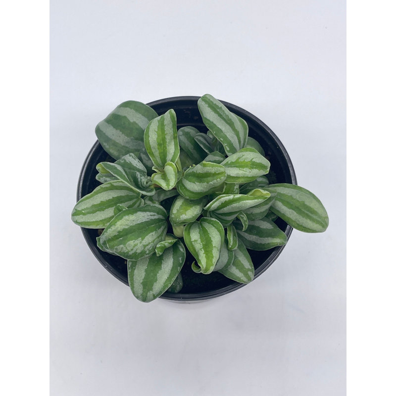 Peperomia Mini Watermelon, 4 Inch