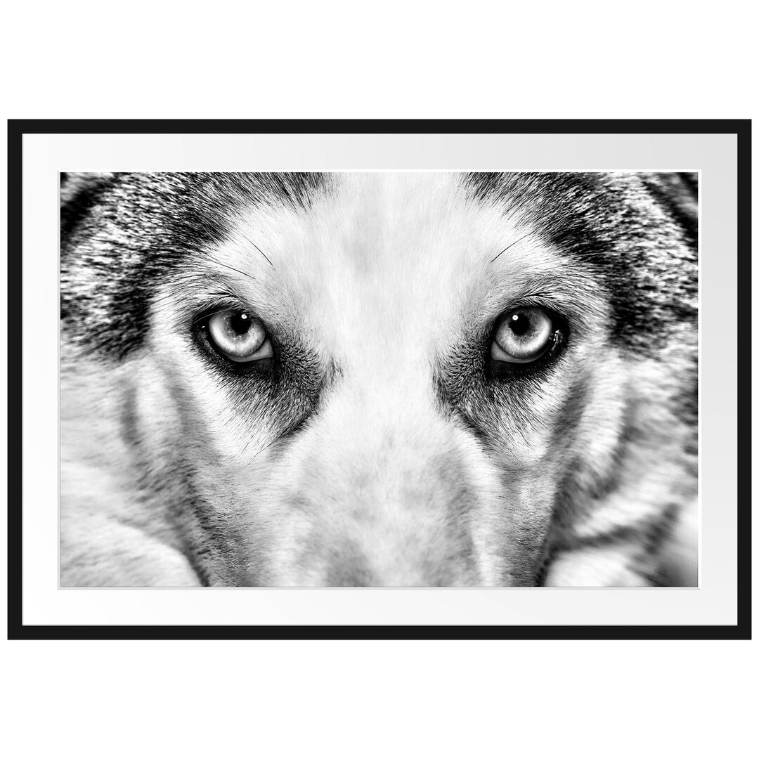 Gerahmtes Poster Husky mit eisblauen Augen