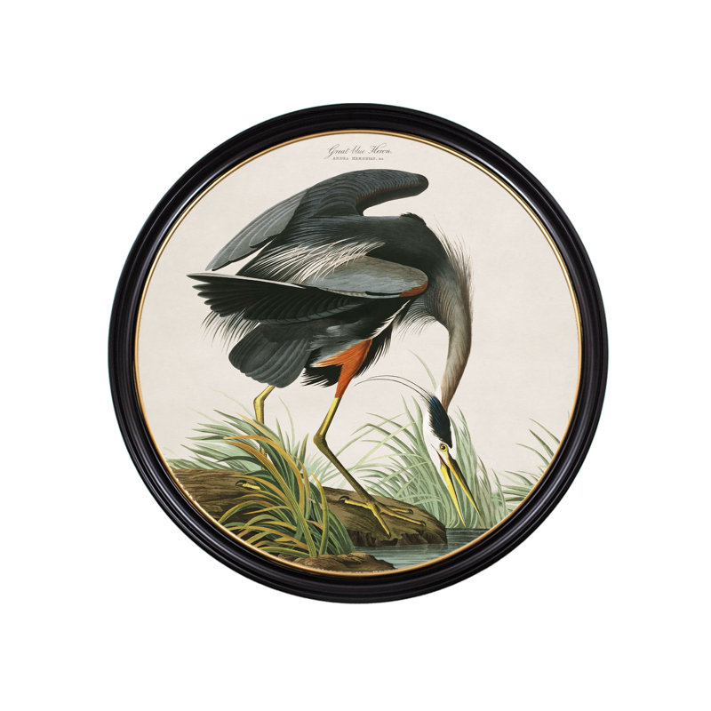 Great Blue Heron In Round Frame by Audubon - Single Picture Frame Print on Archival Matt 230gsm Paper