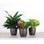 Plant in Pot-898924732