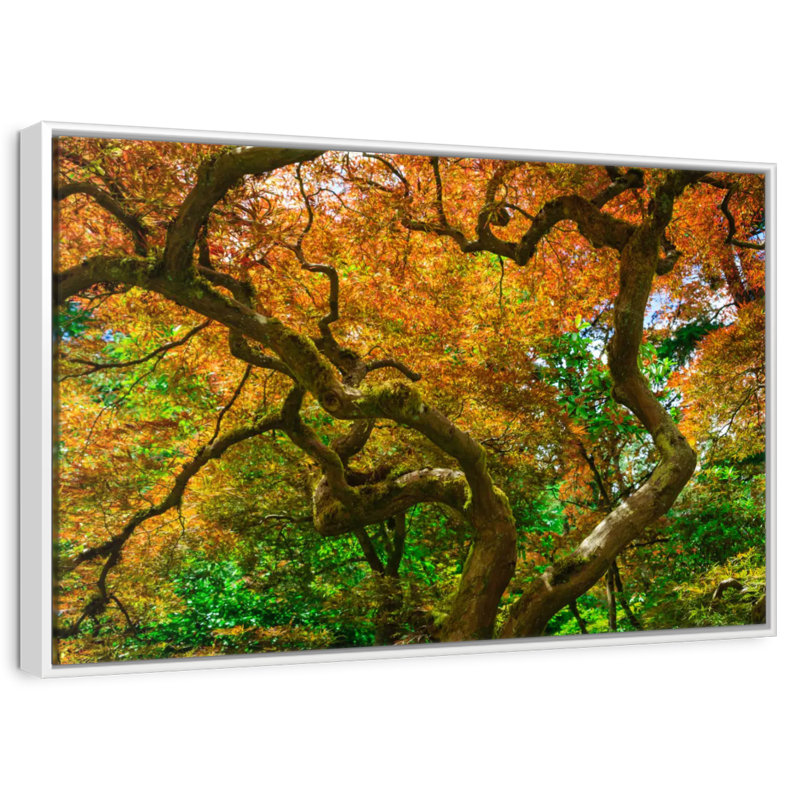 Érable moussu, Cadre flottant blanc, 31 po x 21 po