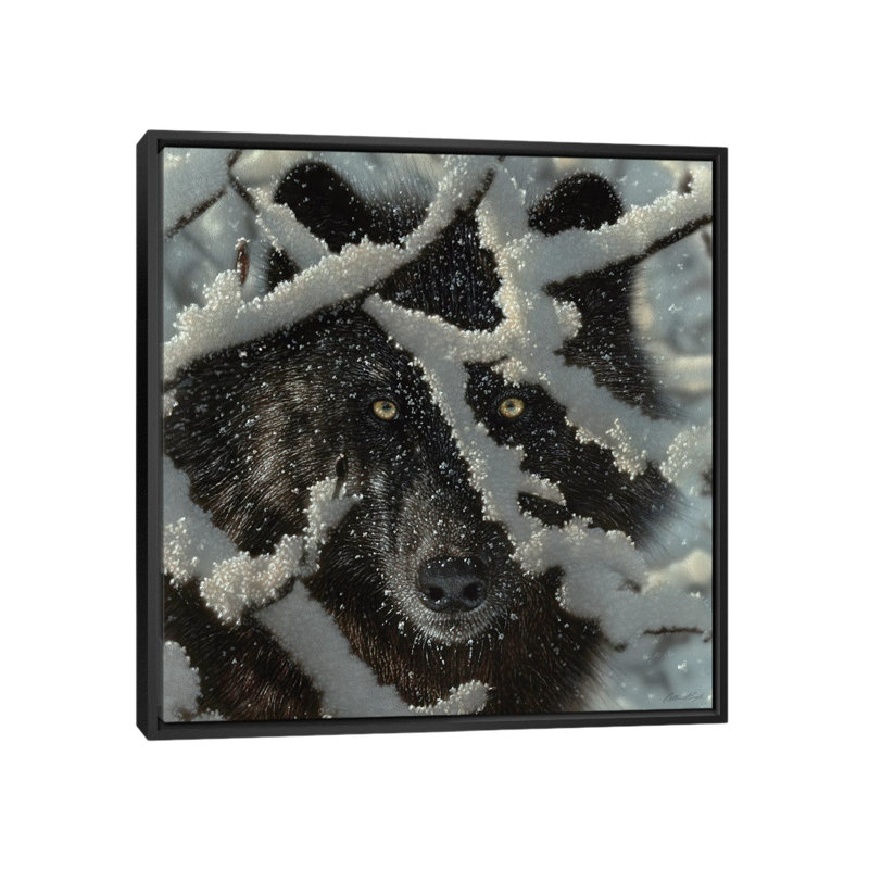 Winter's Black Wolf by Collin Bogle - Print on Canvas, 66.04 cm H x 66.04 cm W, Black Framed