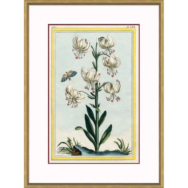 Botanical Giclee Print by Auguster Reger