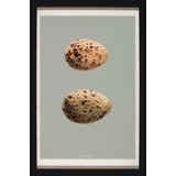 Classic Egg Study 6 Framed Graphic Art