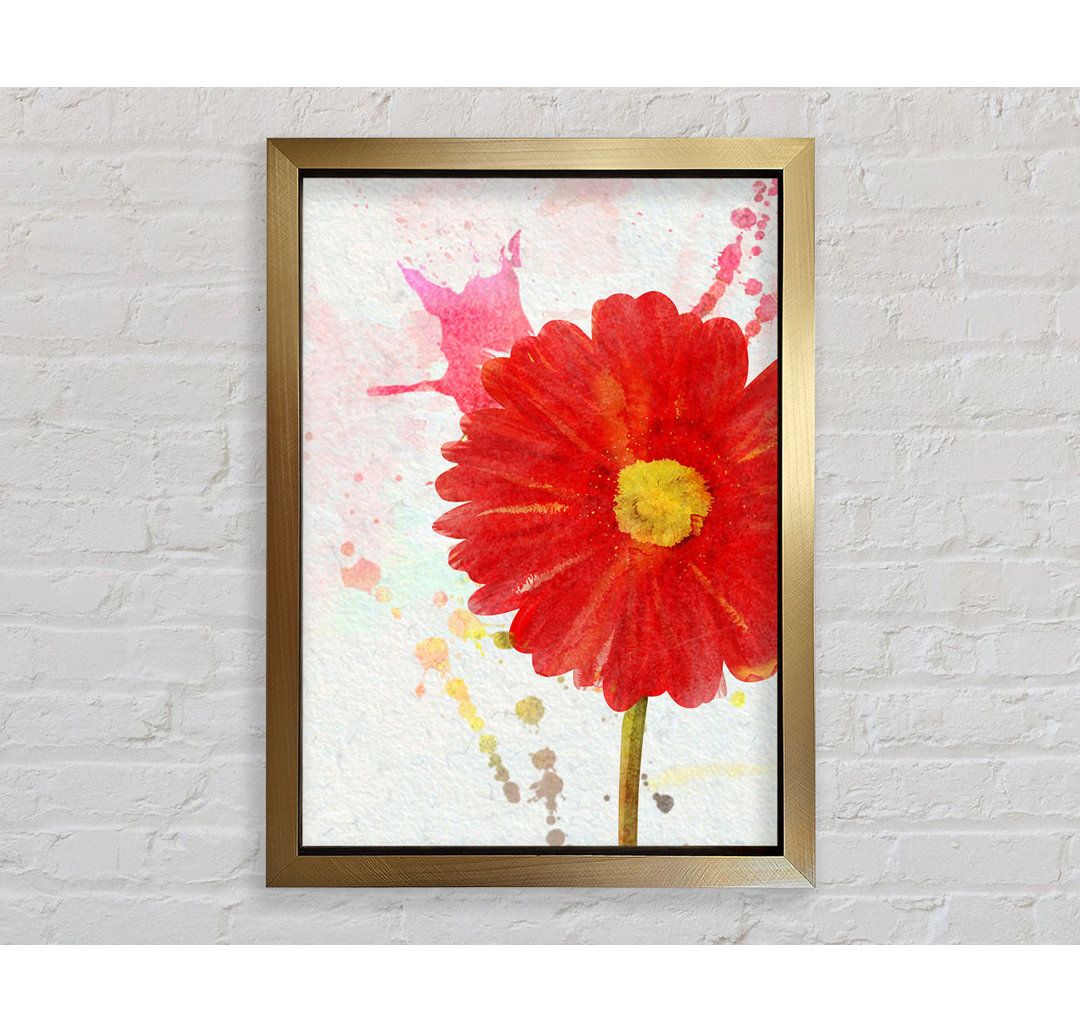 Gerbera Splash - Druck