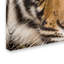 Ann «Tiger Portrait 1», reproduction de photo sur toile tendue Ann-24190508