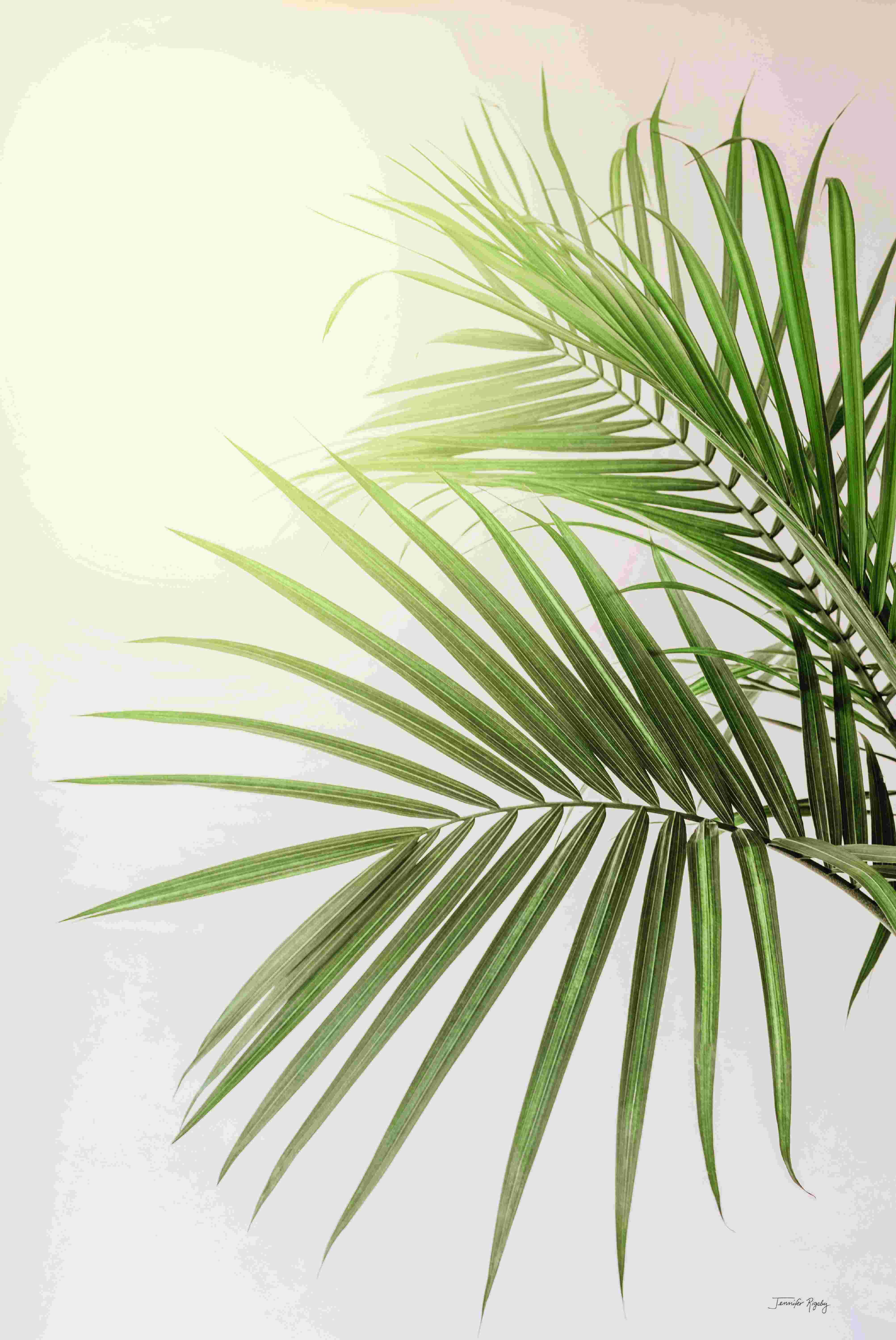 Bay Isle Home™ Sunkissed Palm by Jennifer Rigsby - Wrapped Canvas Print ...